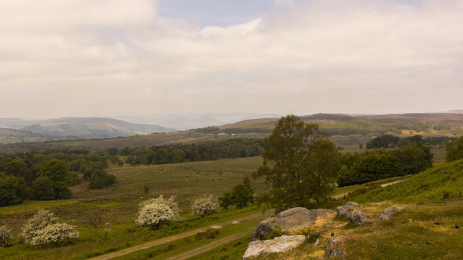 A view across heathland, woodland and moorland at Longshaw. Paths cut across the landscape.
